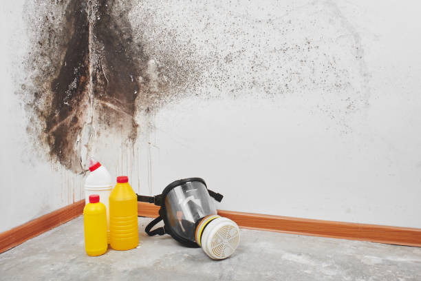 Home Mold Removal in Stanton, NE