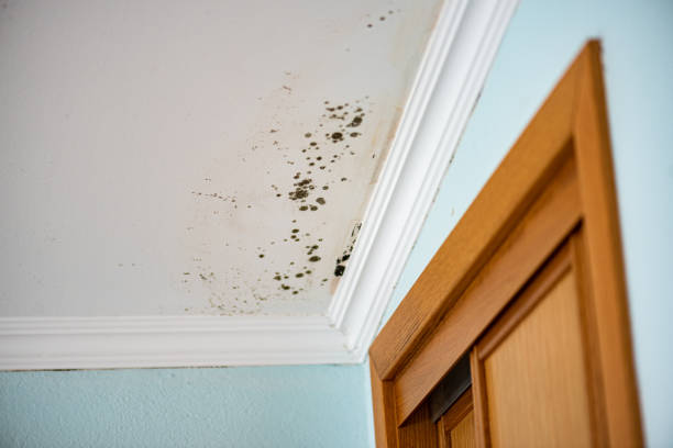 Best Certified Mold Removal  in Stanton, NE