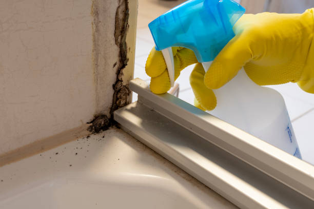 Best Commercial Mold Removal  in Stanton, NE