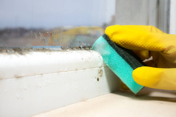 Office Mold Removal Services in Stanton, NE