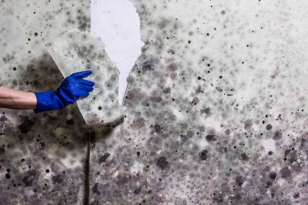 Best Black Mold Removal  in Stanton, NE
