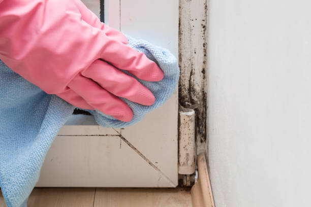 Best Commercial Mold Removal  in Stanton, NE